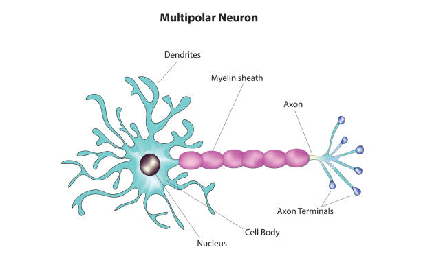 Sensorisch Neuron 30+ Neuron Sensoris Ilustrasi, Grafik Vektor, & Clip Art Bebas Royalti ...