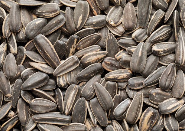 Close-up shot of a hand gently holding a pile of raw sunflower seeds, with more seeds scattered in the background.\n\nConcept:\nsunflower seeds, healthy snack, organic food, raw seeds, natural nutrition, vegan snack, plant-based protein, whole foods, zero waste food, hand holding seeds