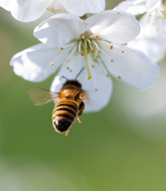 istock A bee flies near a tree flower in spring 2126675388