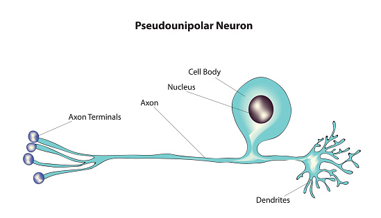 Biological anatomy of Pseudo-unipolar neuron