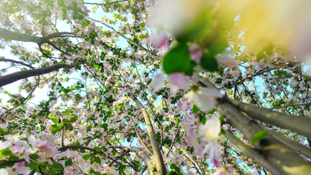 Looking Up Blooming Pink Crab Apple Trees in the Spring