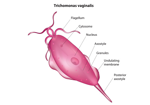 Structure of Trichomonas vaginalis