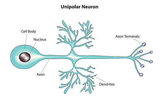 Anatomy of unipolar neuron