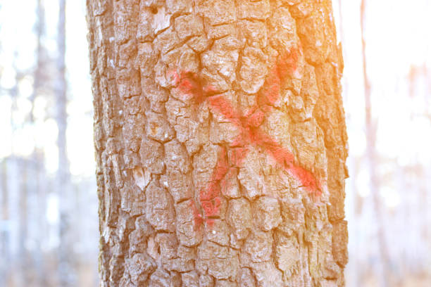 árvore marcada para corte. derrubada sanitária de árvores em florestas e parques da cidade. marca em forma de cruz - rust - fotografias e filmes do acervo