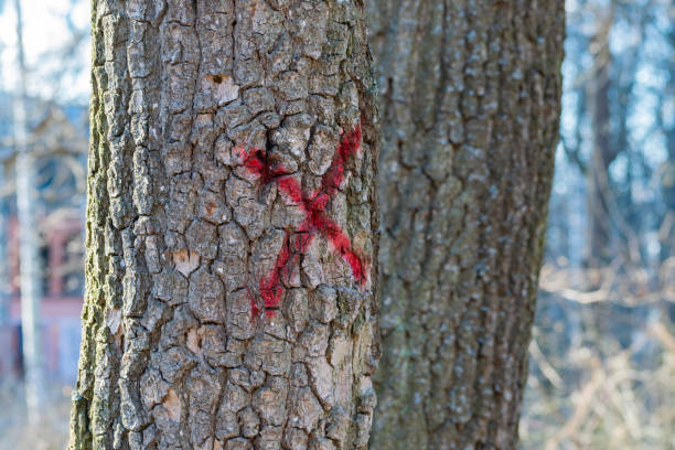 tree marked for cutting. sanitary felling of trees in forests and city parks. mark in the form of a cross - rust - fotografias e filmes do acervo