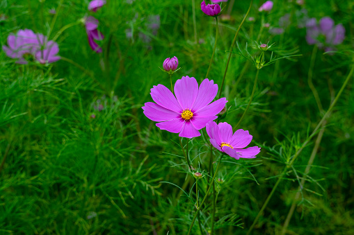 Cosmos bipinnatus, commonly called the garden cosmos, Mexican aster or cosmea, is a flowering herbaceous plant in the daisy family Asteraceae. The species and its varieties and cultivars are popular as ornamental plants in temperate climate gardens.