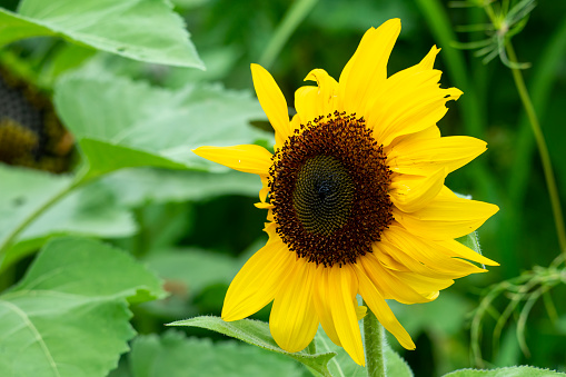 The Helianthus annuus, commonly known as the common sunflower or sunflower, is a species of large annual forb of the daisy family Asteraceae. The common sunflower is harvested for its edible oily seeds which are used in the production of cooking oil.