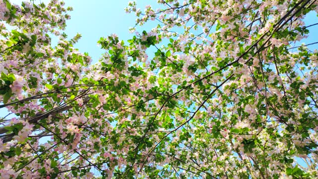 Looking Up Blooming Pink Crab Apple Trees in the Spring