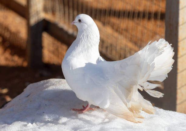 A group of pigeons on the red wall of ancient Chinese architecture