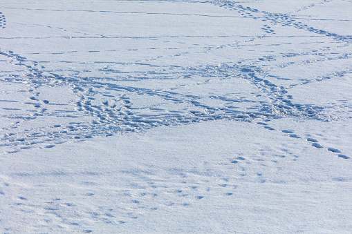 Traces of people on white snow as a background.