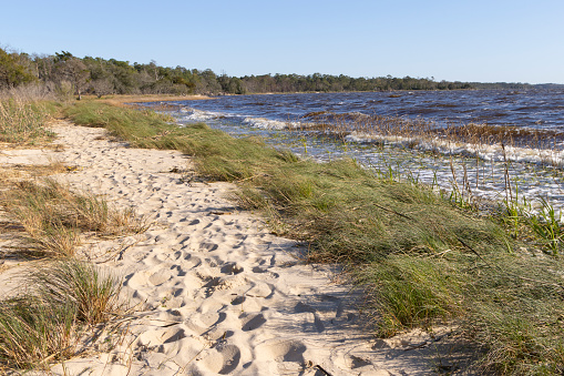 A scenic view of the Cape Fear River shoreline at Carolina Beach State Park, in North Carolina.