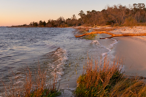 A scenic view of the Cape Fear River shoreline at Carolina Beach State Park, in North Carolina.