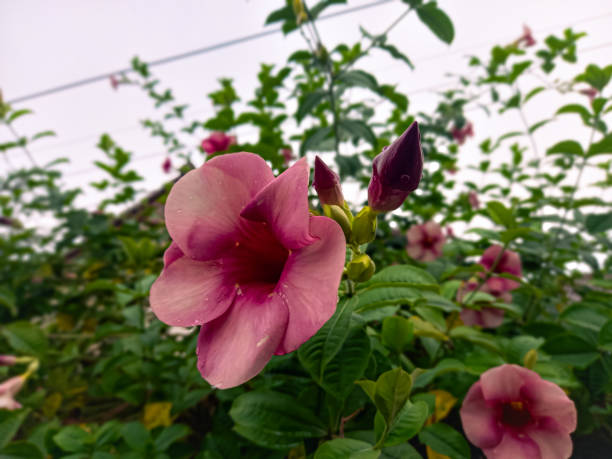 Allamanda blanchetii (purple allamanda, violet allamanda