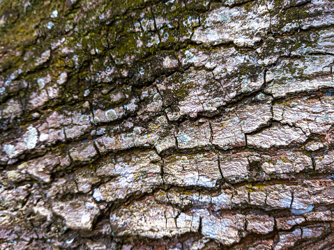 A close-up view of the surface of a tree bark