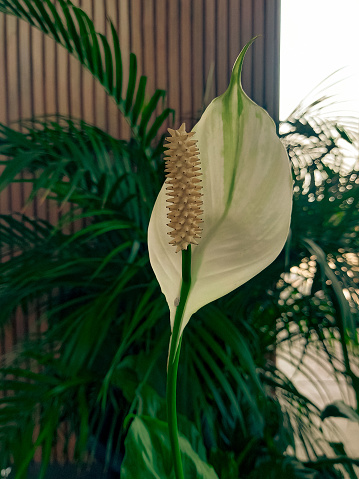 The peace lily (Spathiphyllum wallisii) is a species of flowering ornamental plant from the Araceae family.