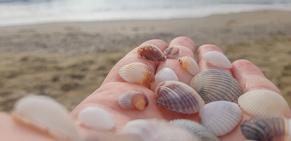 hand with seashells on the background of the sea High quality photo