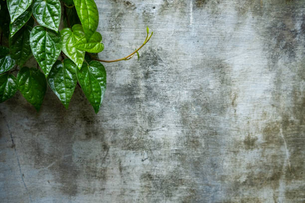 istock Closeup nature view of green leaf background 2126758974