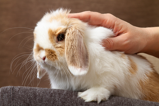 A small pet rabbit sits on the lap of the owner. The owner strokes the pet with his hand. The rabbit of the mini lop breed. Close-up.