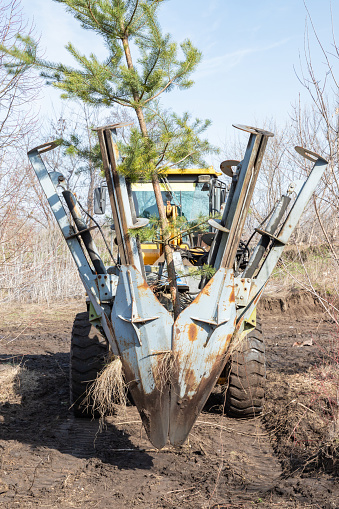 Tree transplanter heavy machine transports just dug up tree. Landscaping, seasonal agricultural engineering, large trees landing machines. Planting of tree using tree spade - specialized machine for transplanting and transport trees.