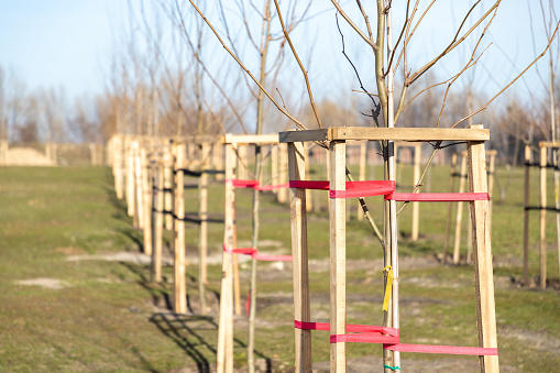 Alley of young sycamore trees newly planted in a city park. Young platanus trees planted in a row in city square. Young trees with protective support.