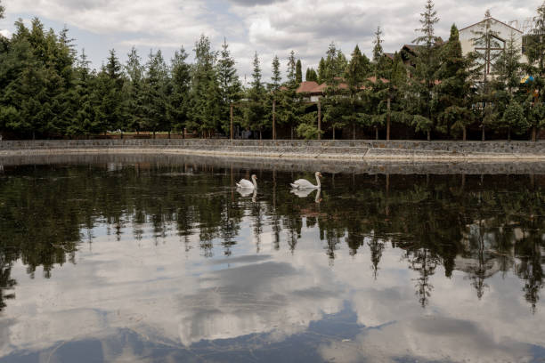 a two swans on the lake in the park in summer