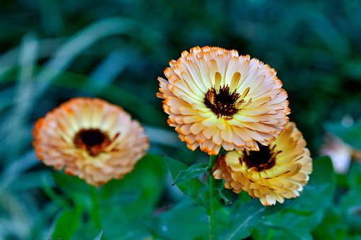 Calendula, also called Pot Marigold, is a flowering plant in the daisy family. It is in bloom for a long period from spring, summer to autumn. The color of flowers ranges from yellow to deep orange and cream with ray florets or disk florets. Pot marigold florets are edible.