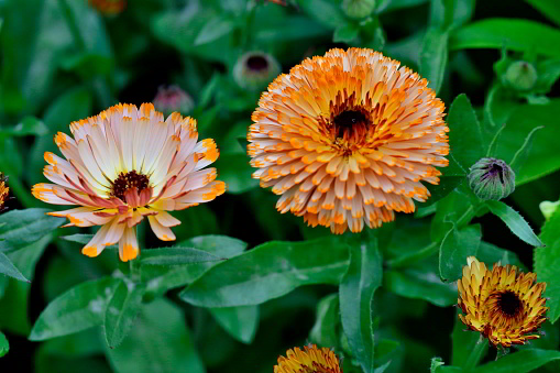Calendula, also called Pot Marigold, is a flowering plant in the daisy family. It is in bloom for a long period from spring, summer to autumn. The color of flowers ranges from yellow to deep orange and cream with ray florets or disk florets. Pot marigold florets are edible.