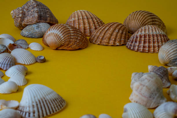 colorful sea shells on sand and blue background