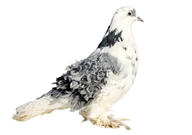 istock Dove isolated on white background 2126786380