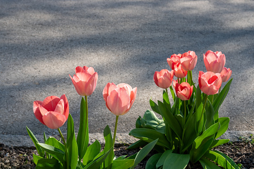 Group of Delightful Pink Tulips in Sunlight