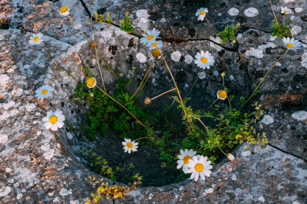 Wild Daisies in the Hole of an Ancient Stone