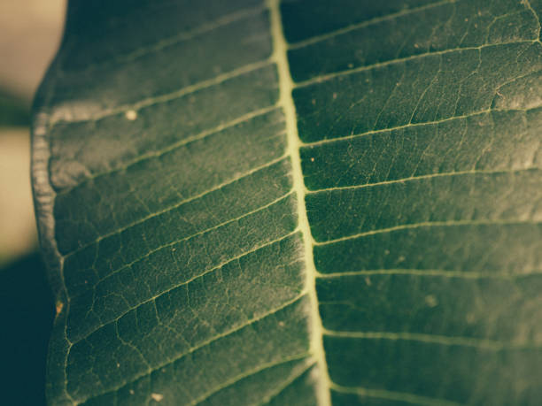 istock leaf detail close up 2126816051
