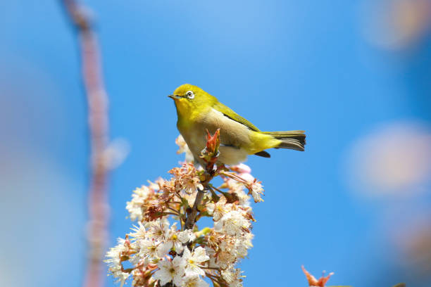 istock A white-eye bird perched on a branch of a blossoming tree. 2126819903