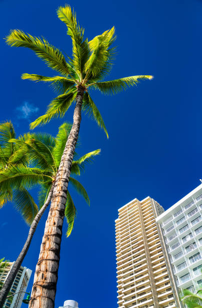 istock Palm Tree and hotel at Waikiki beach in Honolulu, Hawaii 2126824976
