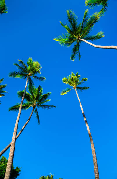 Tropical coconut palm trees of remote caribbean island.