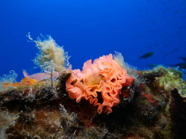 istock An orange ribbon of nudibranch eggs 2126830649