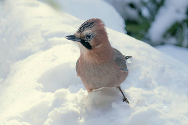 istock A small jay sits on the snow in the winter forest 2126844688