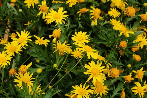 Argyranthemum frutescens cvw.'Golden Queen