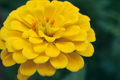 Yellow Zinnia elegans, photo of flowers with spring color, is one of the most famous annual flowering plants of the genus Zinia.