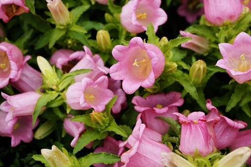 Campanula