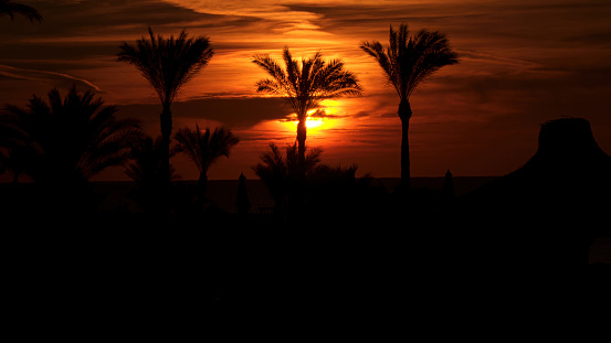 Silhouettes of palm trees at dawn. The Red Sea Coast.