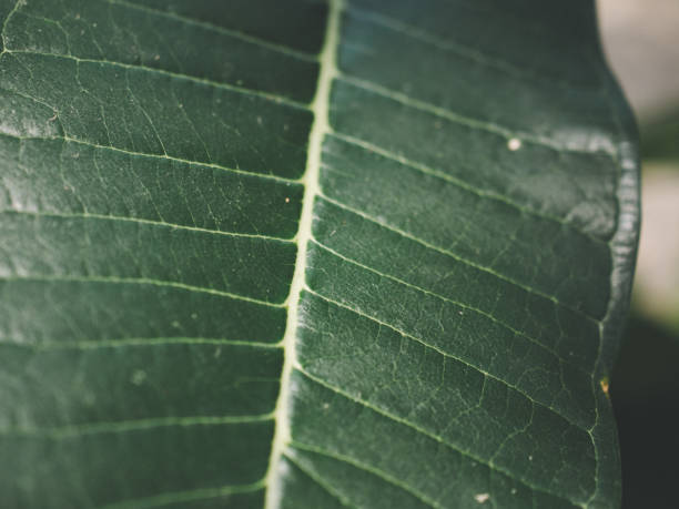 istock leaf detail close up 2126866806