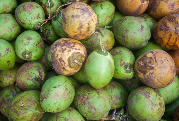 A collection of fresh green coconuts at a retail trader ready for consumption.