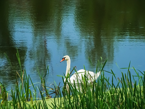 White swan on a pond in early spring.