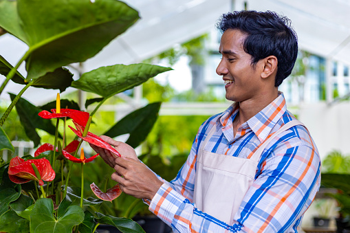 Asian gardener is checking his anthurium laceleaf tropical plant at the nursery garden center for native and exotic plants grower