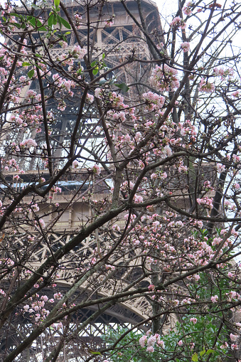 the eiffel tower in paris and flowering trees. High quality photo