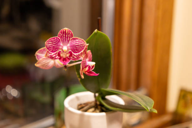 This image shows a close up view of a miniature pink moth orchid houseplant on a kitchen window sill, with defocused background.