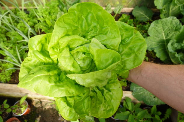 istock freshly harvested lettuce in the vegetable garden. lettuce held with one hand. 2126887366