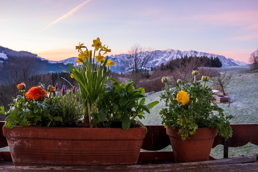 Flower boxes with colorful early bloomers (orange and yellow ranunculus, lavender, forget-me-nots, yellow daffodils) on the balcony at sunrise. View of the still snow-covered Zahmer Kaiser in Tyrol