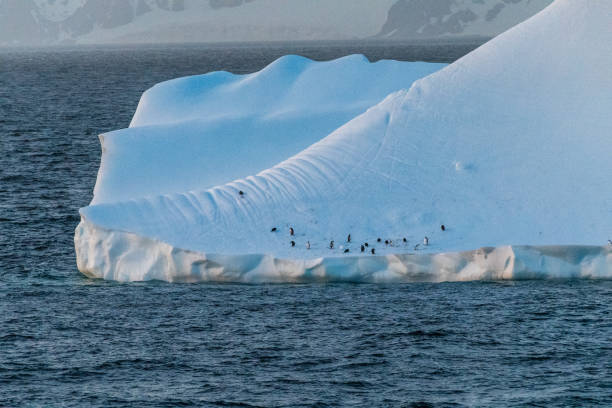 istock Gentoo Penguins in Antarctica 2126924002